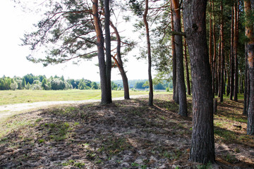 Lawn in pine forest