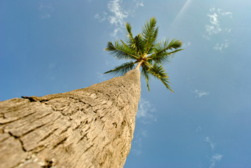 Palm tree on background of blue sky with clouds