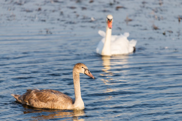 A family of swans swimming in the lake where one adult is the White Swan of parents. One large but still in the gray plumage of the small swan