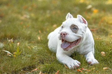 american bully dog lies on the lawn green grass in the forest