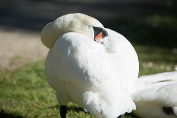 Obraz premium wild native bird in the sanctuary of the Lake Virginia Lake reserve