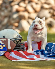 American football concept. A dog with a USA flag and uniform of an American football player posing...