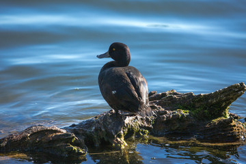 wild native bird in the sanctuary of the Lake Virginia Lake reserve
