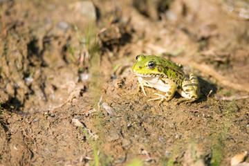 Frog is sitting in the mud next to a pond