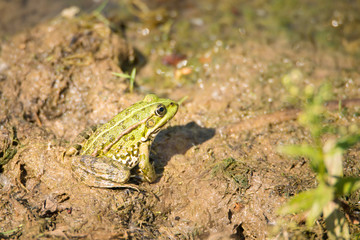 Frog is sitting in the mud next to a pond