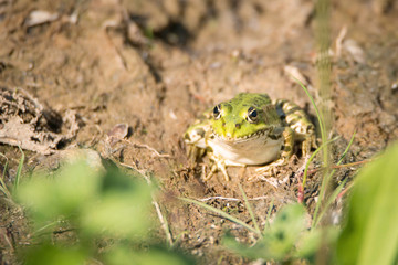 Frog is sitting in the mud next to a pond