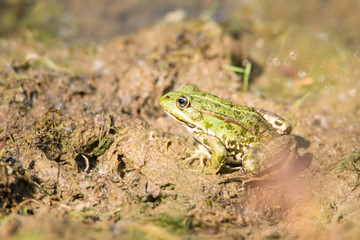 Frog is sitting in the mud next to a pond
