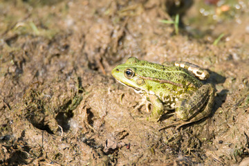 Frog is sitting in the mud next to a pond