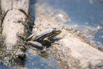 Frog is sitting in the mud next to a pond