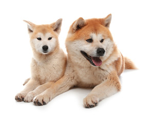 Adorable Akita Inu dog and puppy isolated on white