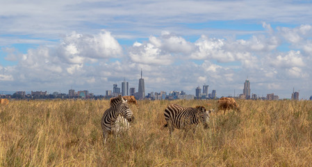 wild game and city skyline, savannah animals eat grass in Nairobi National Park, Africa, with Nairobi skyscrapers skyline panorama in the background - obrazy, fototapety, plakaty