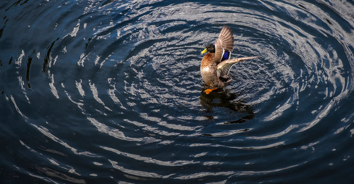 pato a bater as asas acima da &aacute;gua