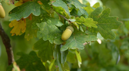 Obraz premium Acorns at the big oak in the garden somwhere in Poland.