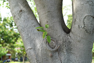 a seedling growing on the trunk of tall tree