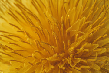 Macro close-up photograph of the inside of a yellow dandelion flower, with its petals covered in pollen, yellow background for wallpaper.
