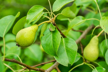 Green pear fruit on a tree