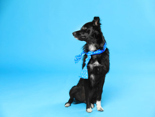 Cute dog with scarf on blue background. Space for text