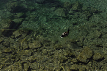 A blue-headed duck, swimming alone, in a lake so transparent that you can even see the stones in the background, near Lucerne, Switzerland.