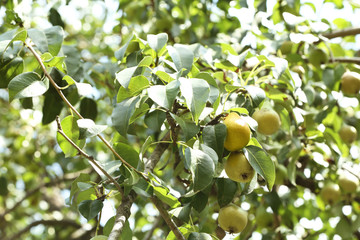 Pear tree with fruits on sunny day