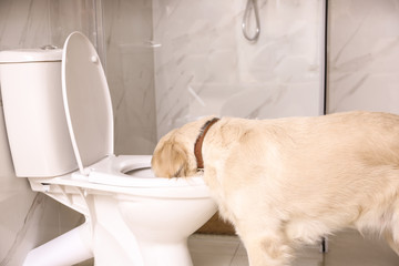 Cute Golden Labrador Retriever drinking water from toilet bowl