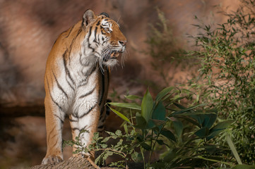Siberian Tiger stands in the sunlight and shows his teeth