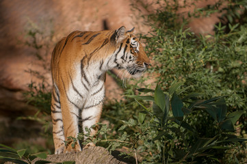 Siberian Tiger standing in the sunlight and looking for prey
