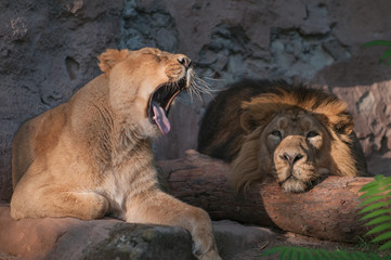 Naklejka premium Yawning lioness and lazy lion lying in the sun