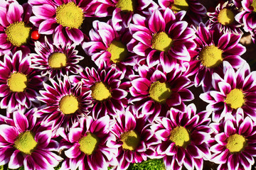 Fototapeta premium Pink flowers background. Pink chrysanthemum. Top view.