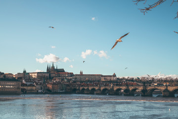 Fototapeta na wymiar Panoramic view of the Charles Bridge and Prague Castle, from the west bank of the Vltava River, with a flock of seagulls fluttering over the water, Czech Republic.