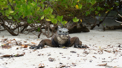 Marine iguana at the Galapago's Islands