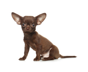 Cute small Chihuahua dog on white background