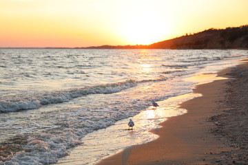 Beautiful view of sea coast at sunset