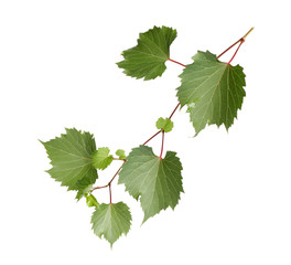Fresh green grape leaves on white background