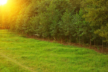Fototapeta premium Picturesque landscape with beautiful green lawn at sunset