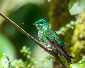 Fototapeta na wymiar hummingbird on branch