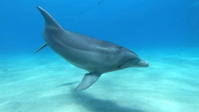 dolphin red sea underwater playing