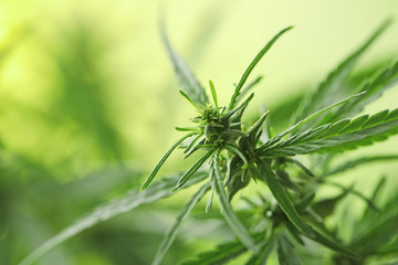 Green organic hemp on blurred background, closeup