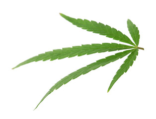 Green organic leaf of hemp on white background