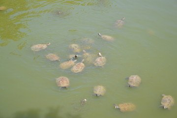 Żółwie wodne