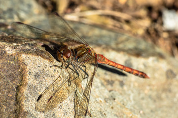 Dragonfly Big Eyes Close-up Macro Photography