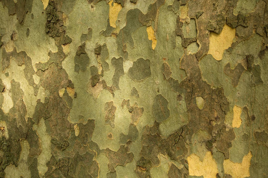 Texture of the bark of the Platanus tree.