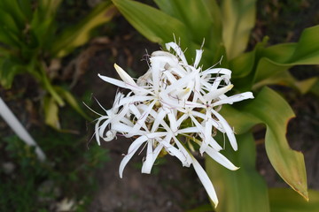 a close up shot on a white flower in a coastal garden of shenzhen china