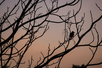 Fototapeta na wymiar Lonely bird, perched on a tree branch, watching the purple and orange sunset, in a reflective and peaceful pose, makes me feel relaxed and hopeful.