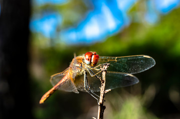 Dragonfly Big Eyes Close-up Macro Photography