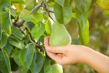 Woman holding fresh juicy pear on tree in garden, closeup