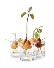 Glasses with sprouting avocado pits on white background