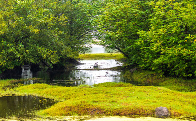 Fototapeta na wymiar a water path between the trees