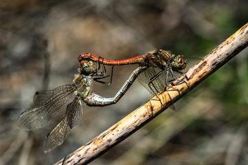 Dragonfly Coupling Love Unions Close-up Macro Photography