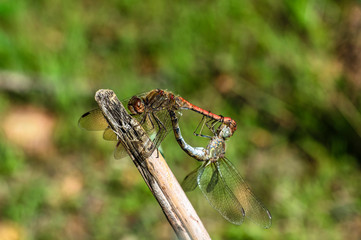 Dragonfly Coupling Love Unions Close-up Macro Photography