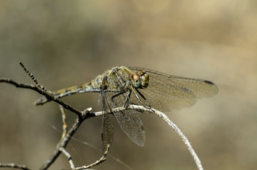 Dragonfly Big Eyes Close-up Macro Photography